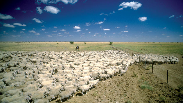 Nasser Al Hajri, chairman of Hassad Food recently stated that Hassad Food have the capacity of producing 100,000 sheep from their subsidiary farms in Australia. (Image Corbis) 